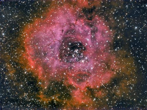 Rosette-260313-22